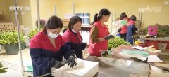 “鲜花经济”终身花！我国花草海外商业持续增